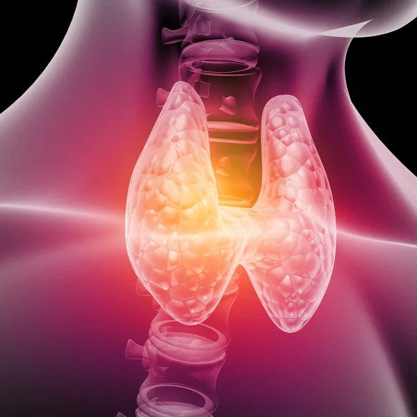 Thyroid diagram
